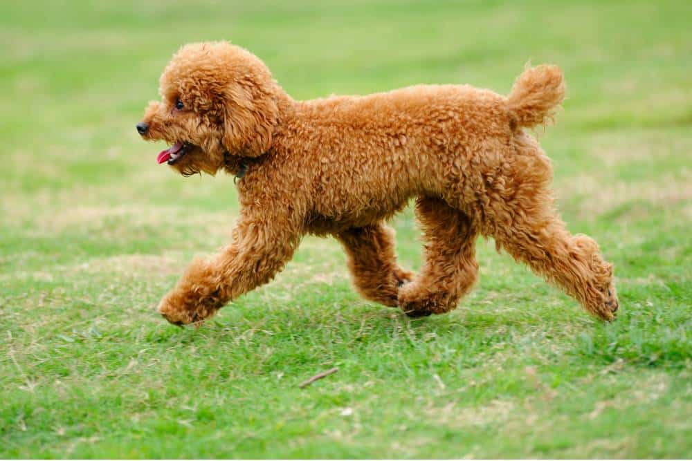 Toy Poodle Cinsi Köpek Özellikleri ve Bakımı